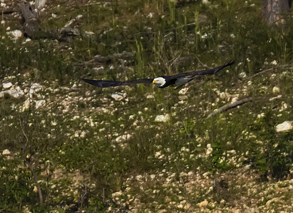 Bald Eagle 14