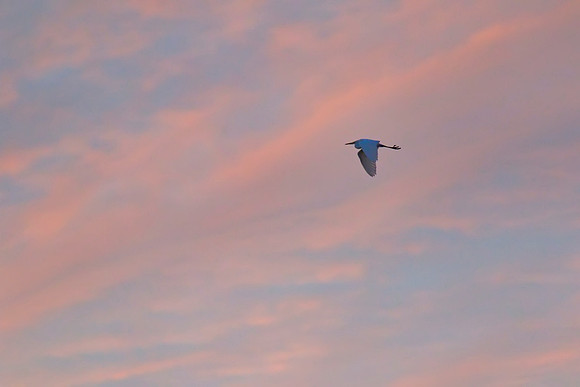 Great Egret 01