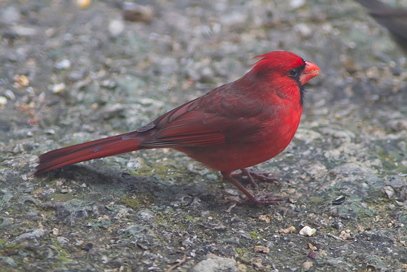Cardinal Male