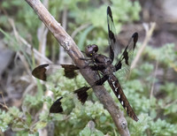 Common Whitetail 03
