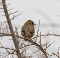 Harris Sparrow 03