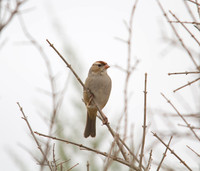 Immature White Crowned Sparrow 03