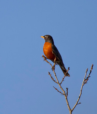 Robin 02