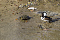 Hooded Merganser 02