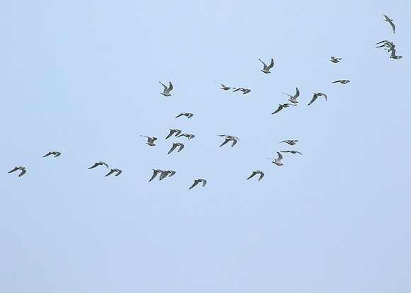 Franklins_Gull_01