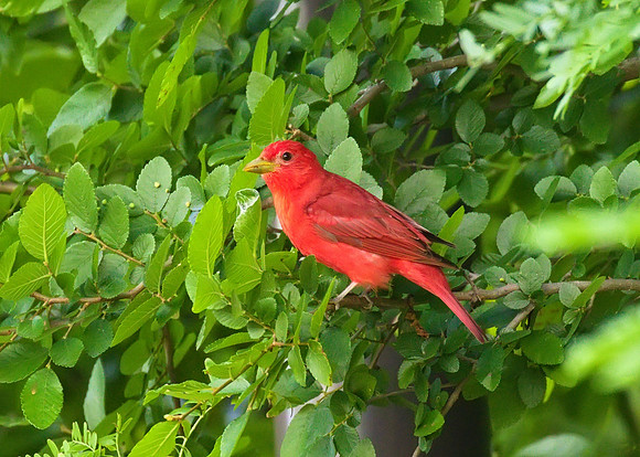Summer_Tanager_02