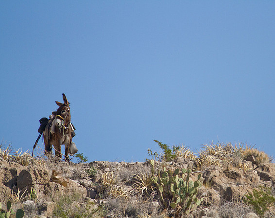 Ambush