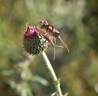 Conifer Seed Bug