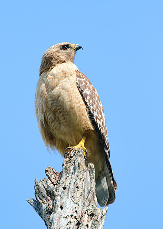 Red_Shouldered_Hawk_02