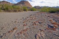 Javelina Wash 01
