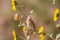 Pine Siskin 03
