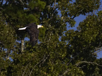 Bald Eagle 18