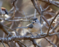 Black Crested Titmouse 01