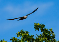 Mississippi_Kite_11