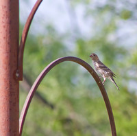 Female House Finch 02