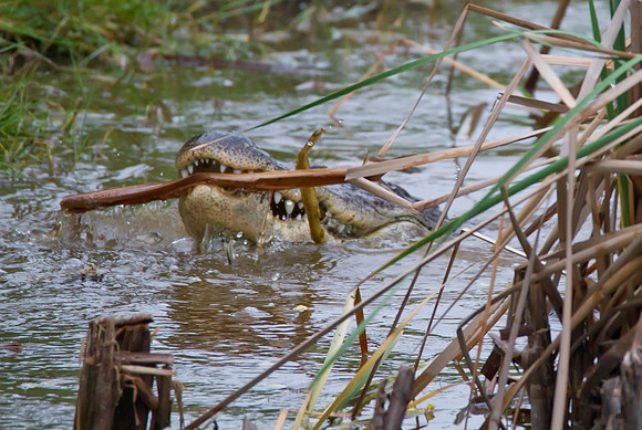 Gator