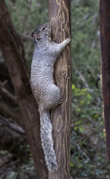 Rock_Squirrel_01