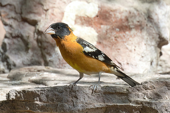 Black_Headed_Grosbeak_03