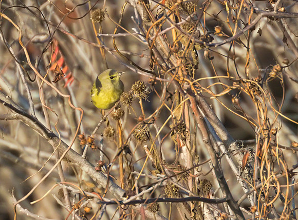 Ruby Crowned Kinglet 01