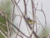 Black Capped Vireo