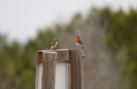 Bluebirds 01