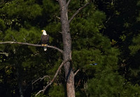 Bald Eagle 06