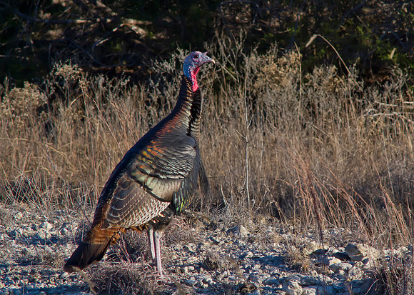 turkey 02