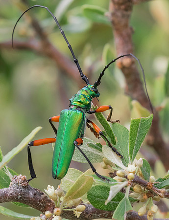 Bumelia Borer 02