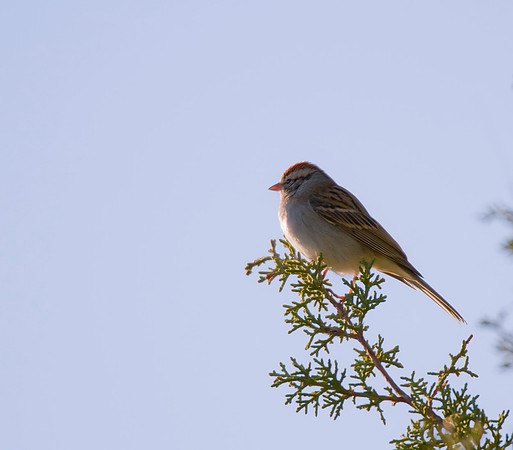 Field Sparrow 06