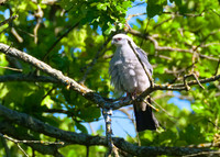 Mississippi_Kite_16