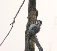Ladder Back Wood Pecker