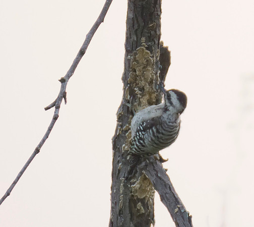 Ladder Back Wood Pecker