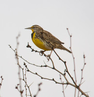 Western Meadowlark 01