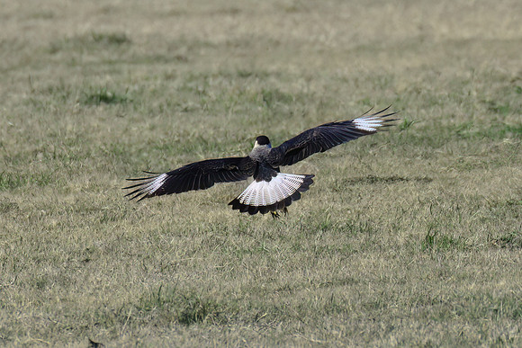 Crested_Caracara_02