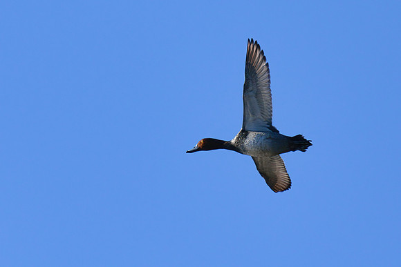 Redhead_Duck_01