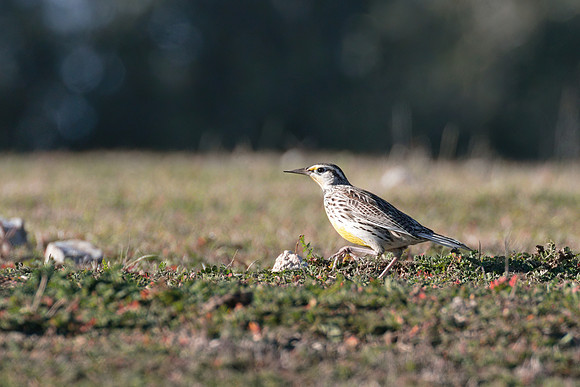 Meadowlark_01