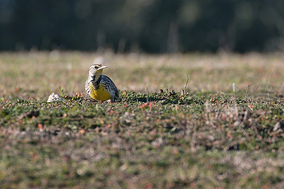 Meadowlark_02