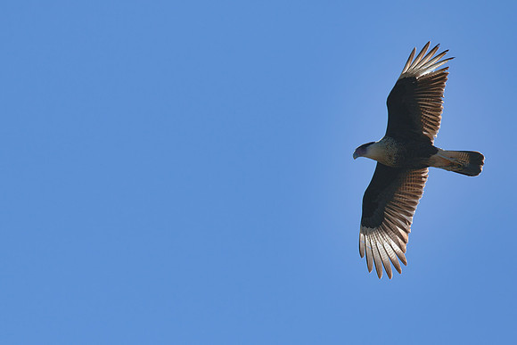 Crested_Caracara_01