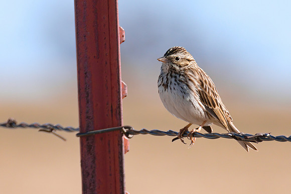 Savannah_Sparrow_01