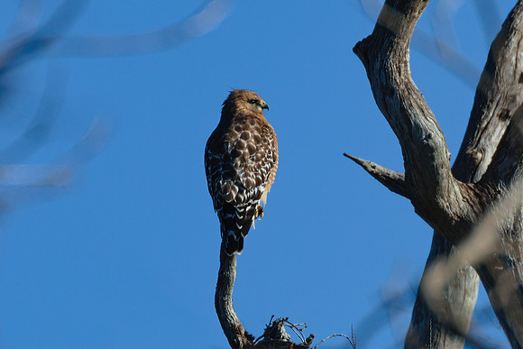 Red_Shouldered_hawk_01
