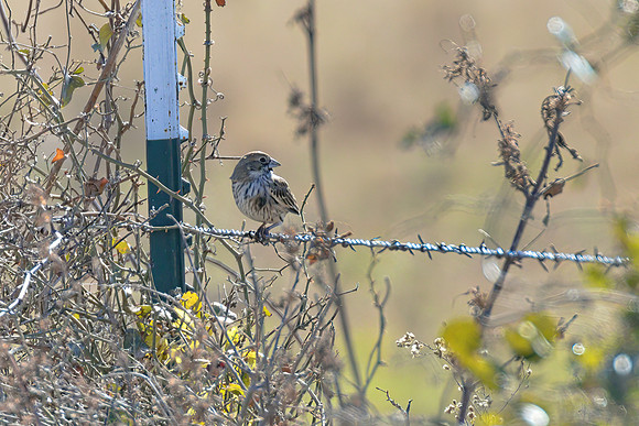 Lark_Bunting_01