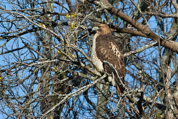 Red_tailed_hawk_02