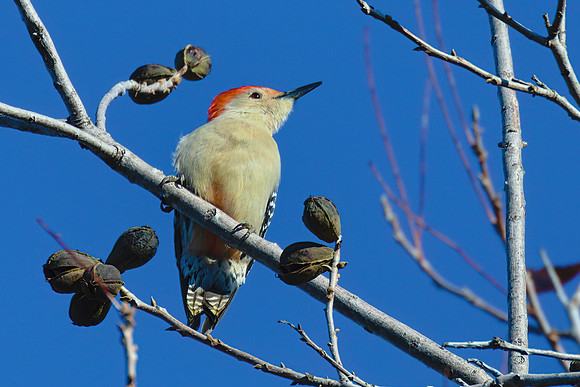Red_Bellied_woodpecker_01