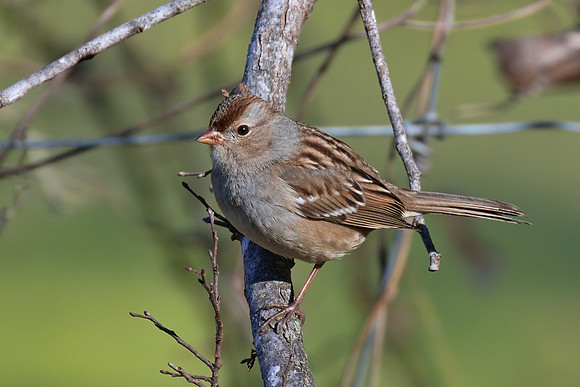 White_Crowned_Sparrow_01