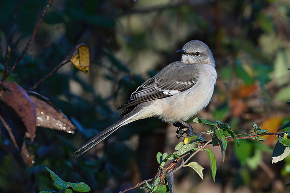 Mockingbird_01