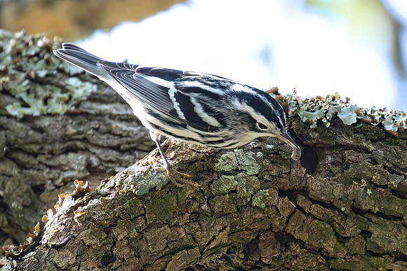 Black and White Warbler 04