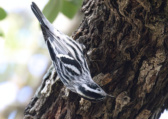 Black and White Warbler 07