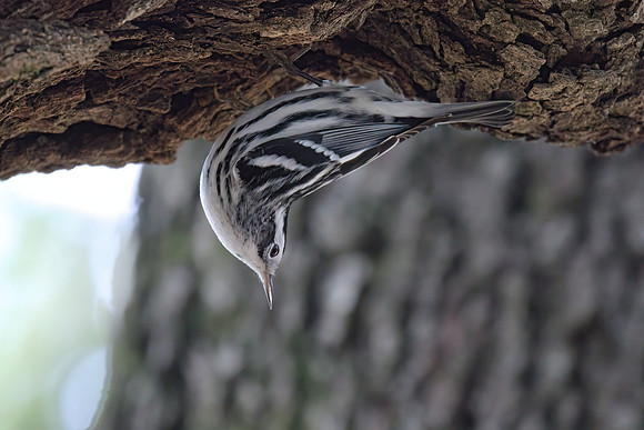 Black and White Warbler 06