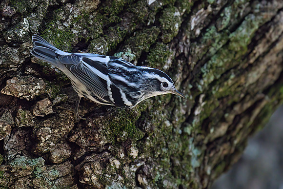 Black and White Warbler 05