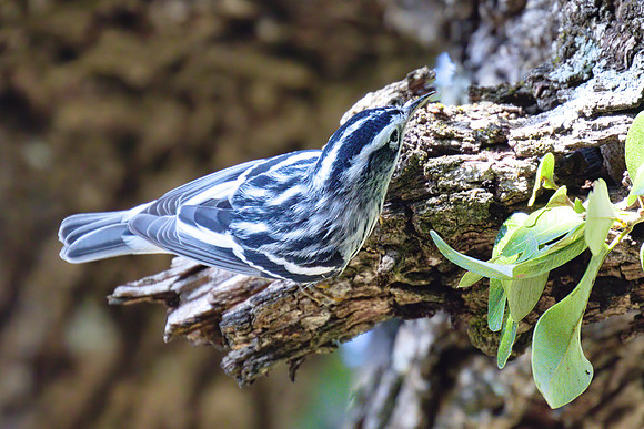 Black and White Warbler 01